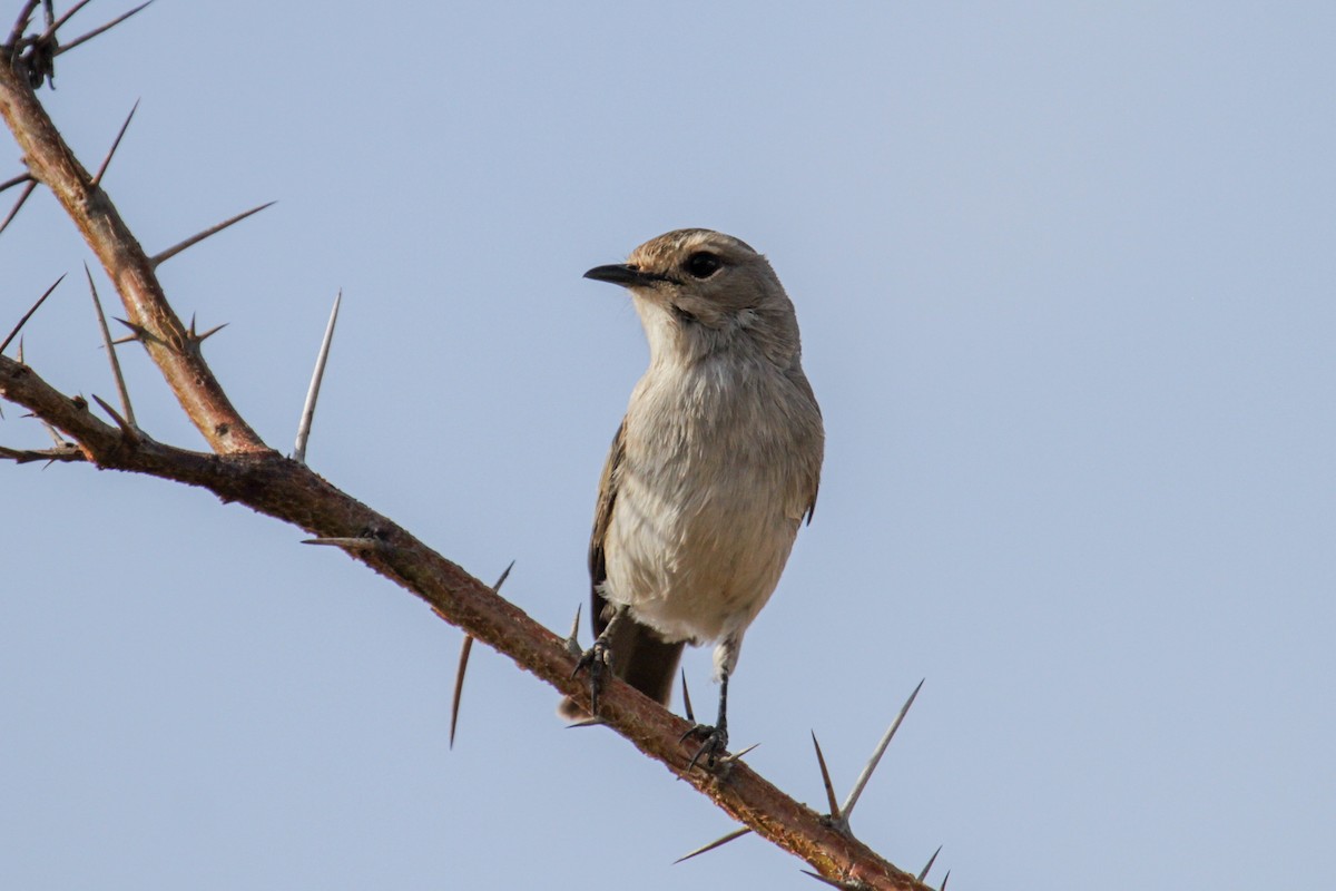 African Gray Flycatcher - ML115087821