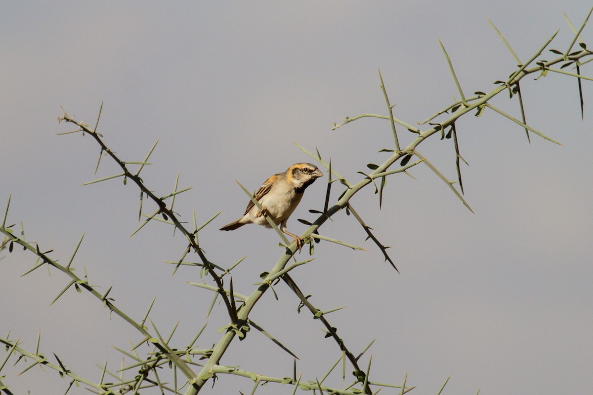 Shelley's Rufous Sparrow - ML115087831