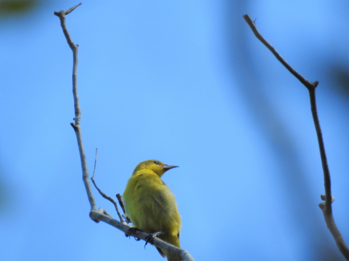 Orchard Oriole - ML115088401