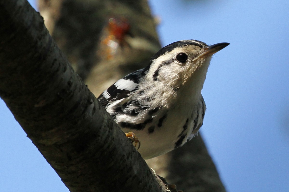 Black-and-white Warbler - ML115088591