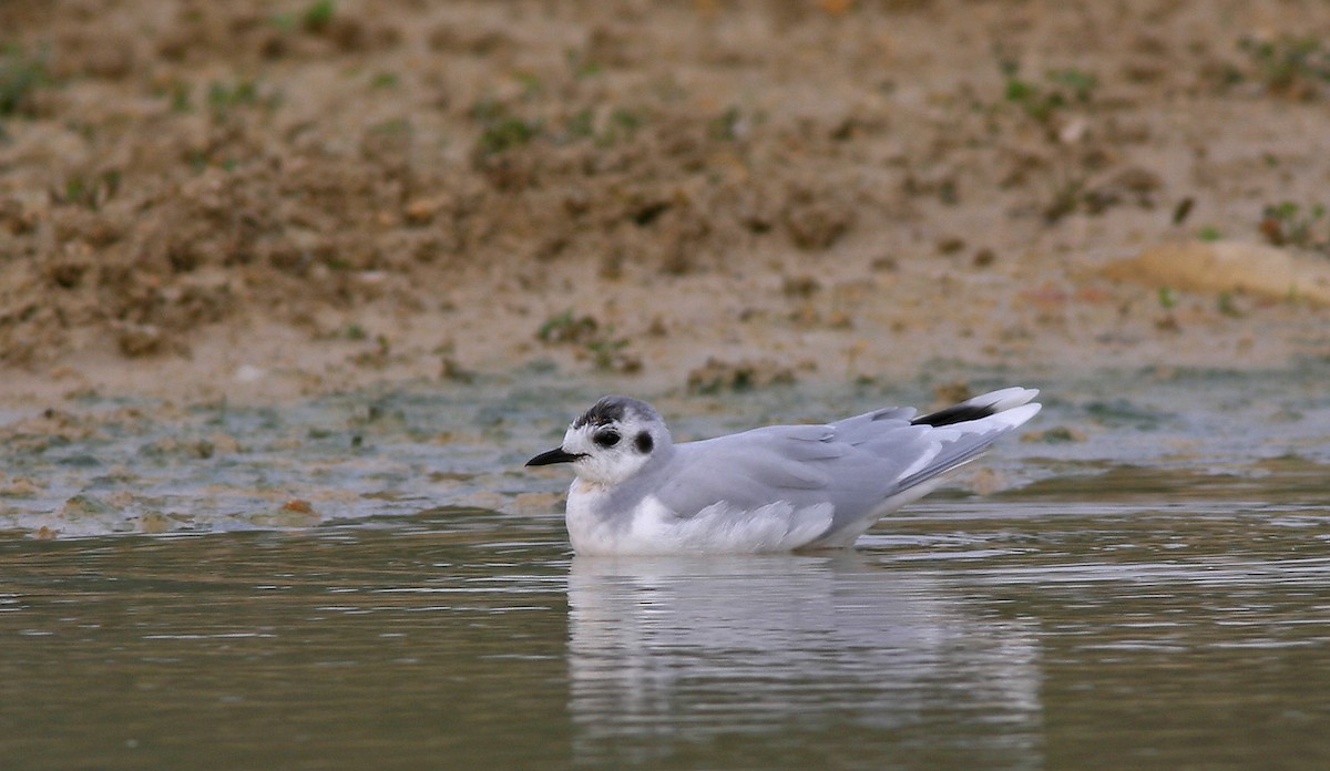 Little Gull - ML115089461