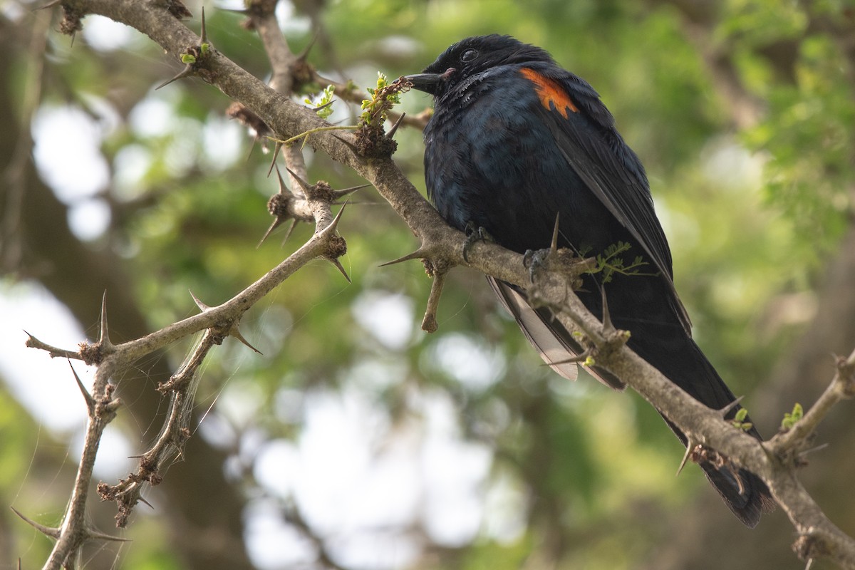 Échenilleur à épaulettes rouges - ML115090151