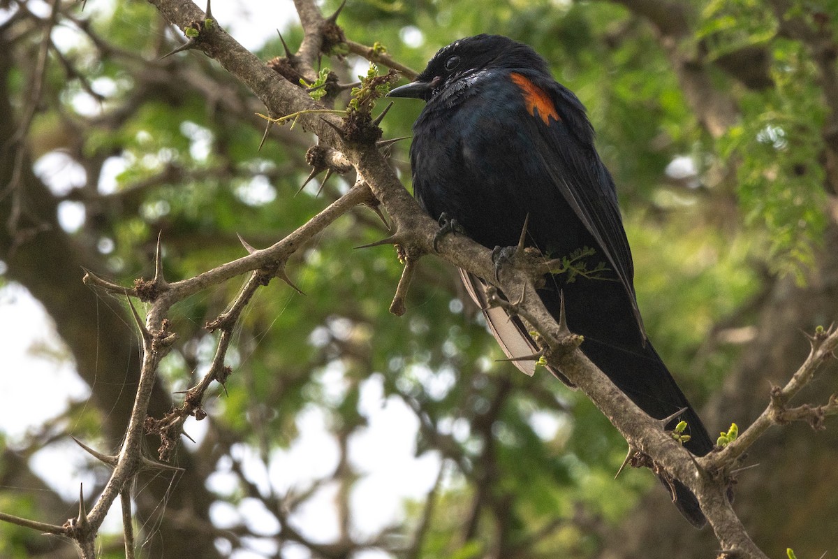 Red-shouldered Cuckooshrike - Ana Paula Oxom