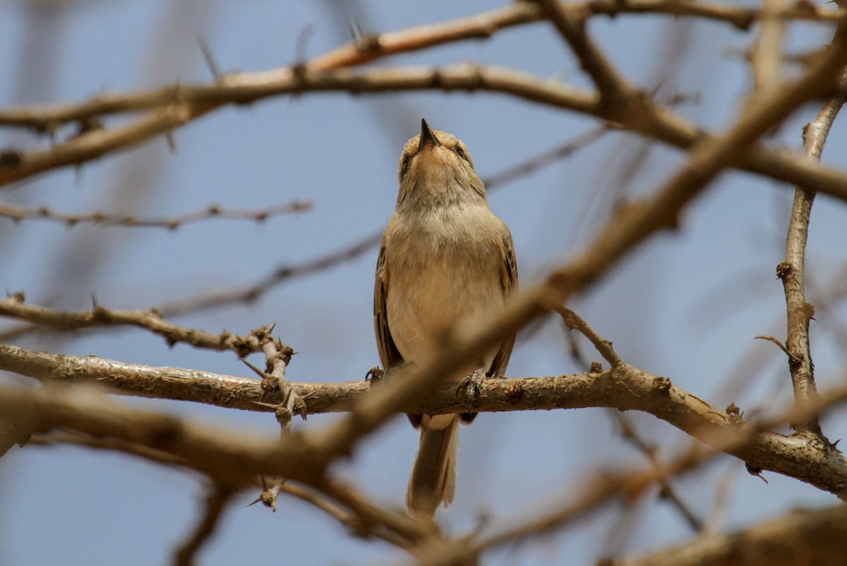 African Gray Flycatcher - ML115090641