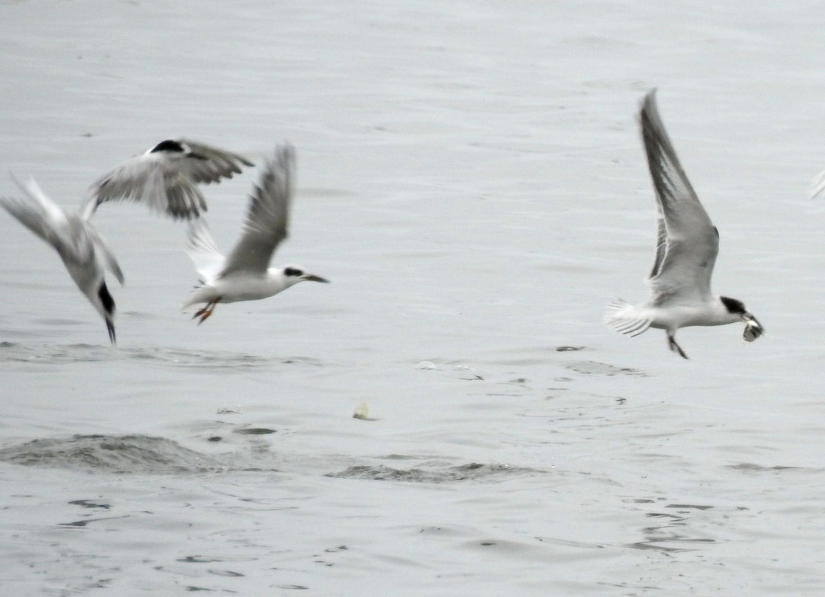 Forster's Tern - ML115093031