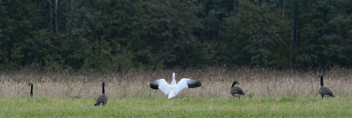 Snow Goose - François Hamel