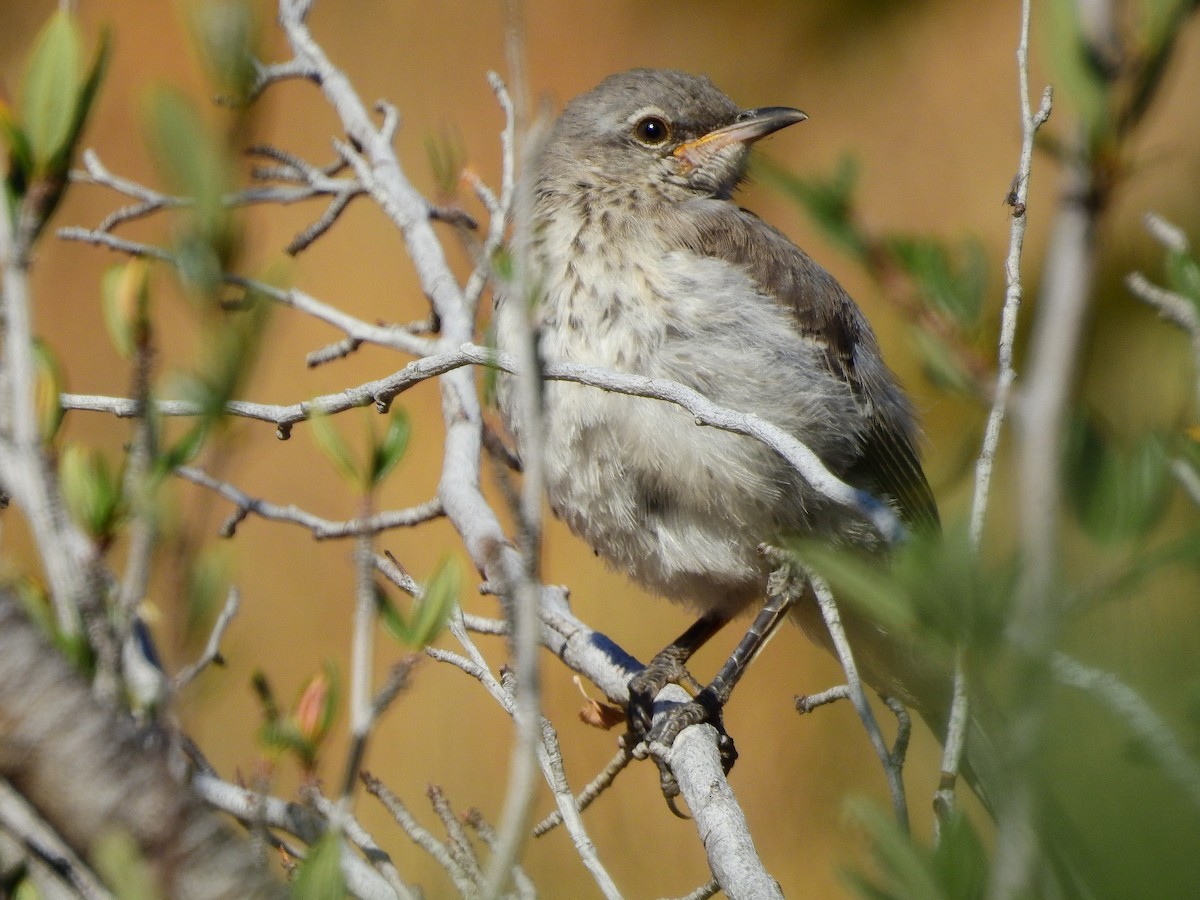 Northern Mockingbird - dave haupt