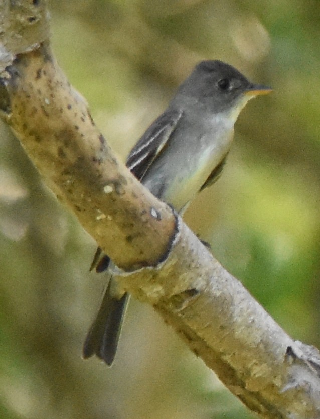 Eastern Wood-Pewee - ML115096571