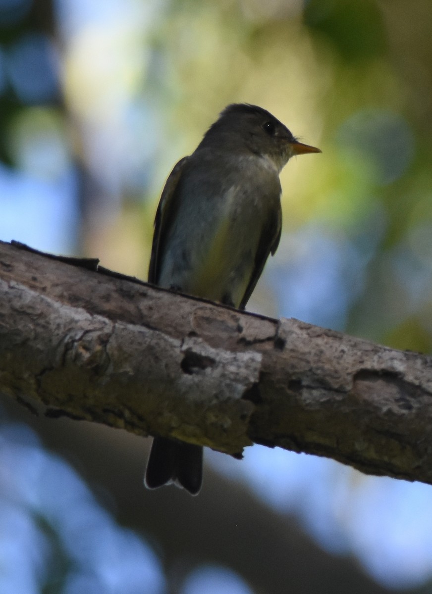 Eastern Wood-Pewee - ML115096591