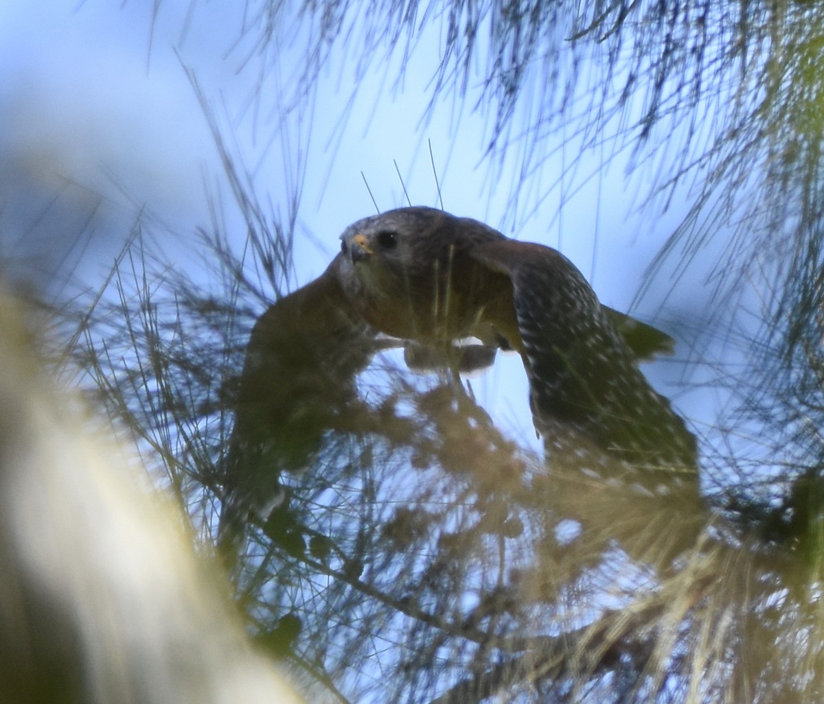 Red-shouldered Hawk - ML115096681