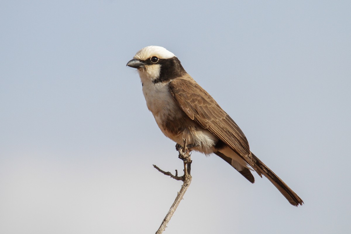 White-rumped Shrike - Tommy Pedersen