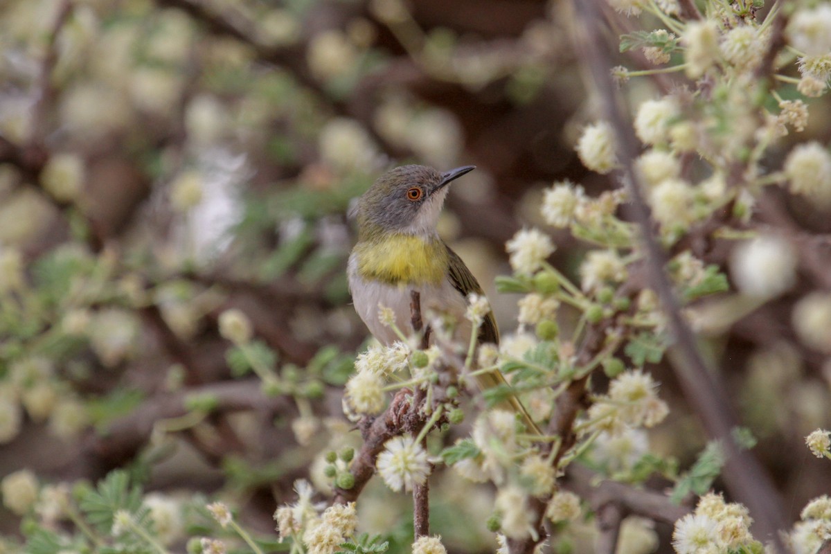 Yellow-breasted Apalis (Brown-tailed) - ML115097001