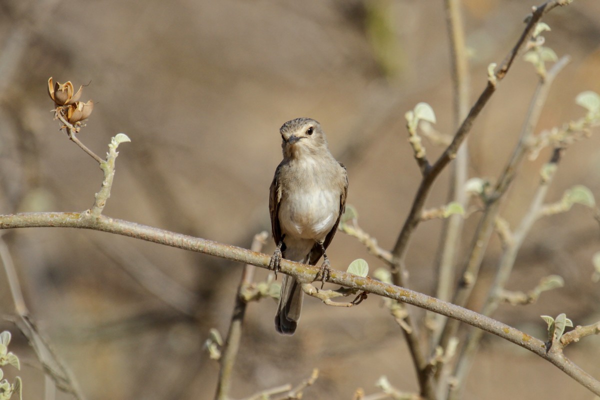 African Gray Flycatcher - Tommy Pedersen