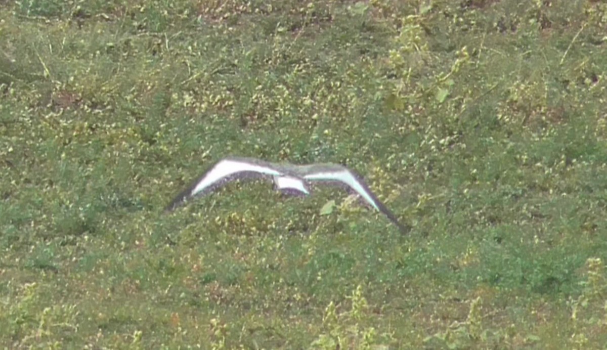 Sabine's Gull - ML115098311