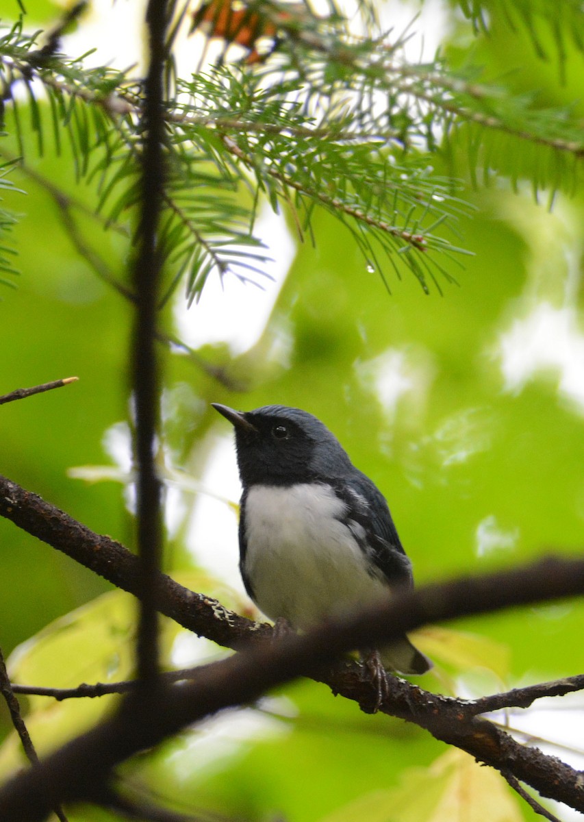 Black-throated Blue Warbler - ML115099071