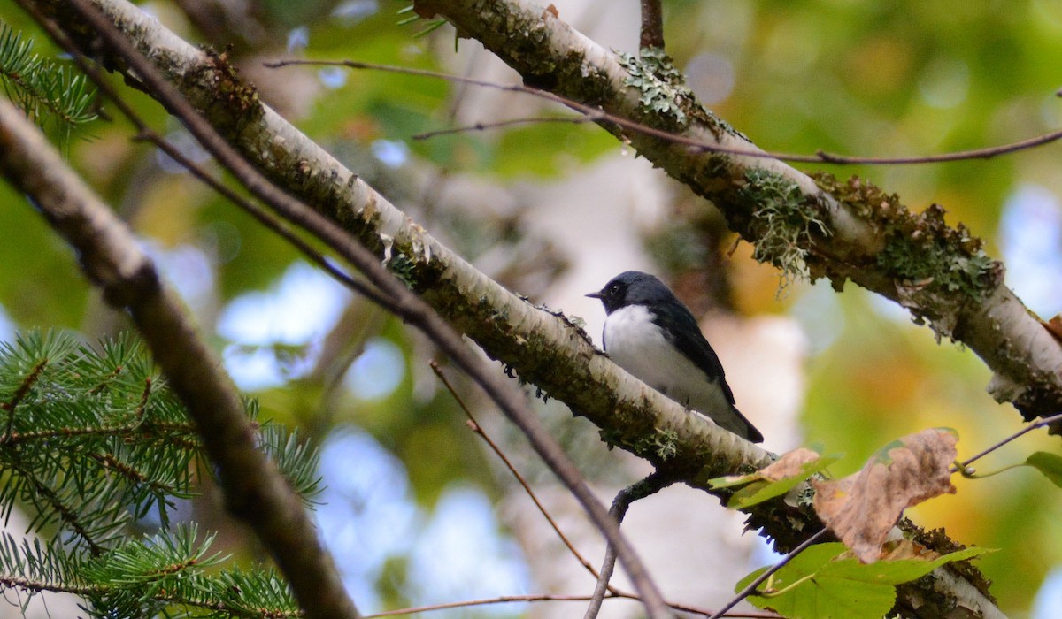 Black-throated Blue Warbler - ML115099141