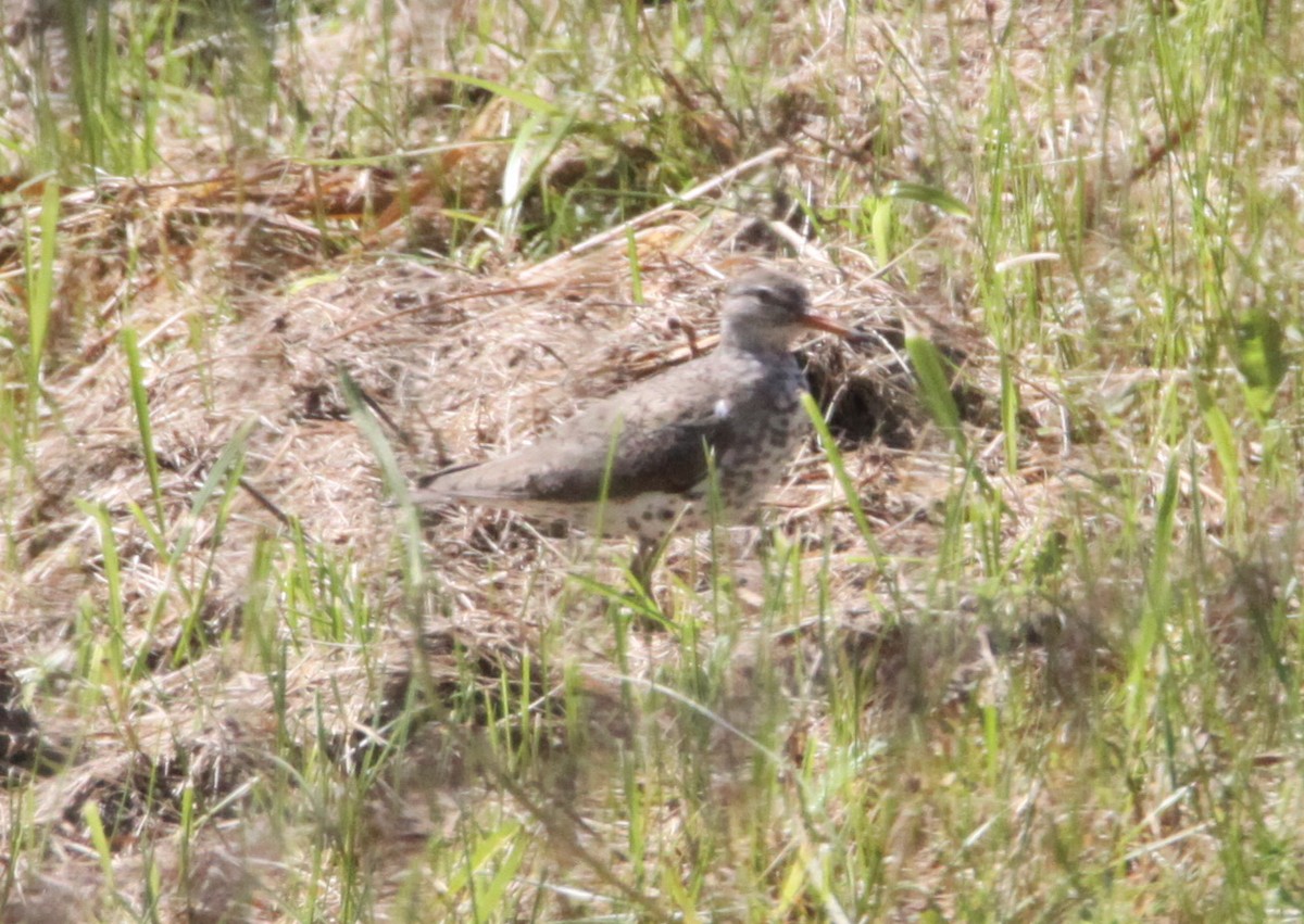 Spotted Sandpiper - ML115099491