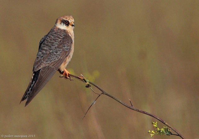 Red-footed Falcon - Pedro Marques
