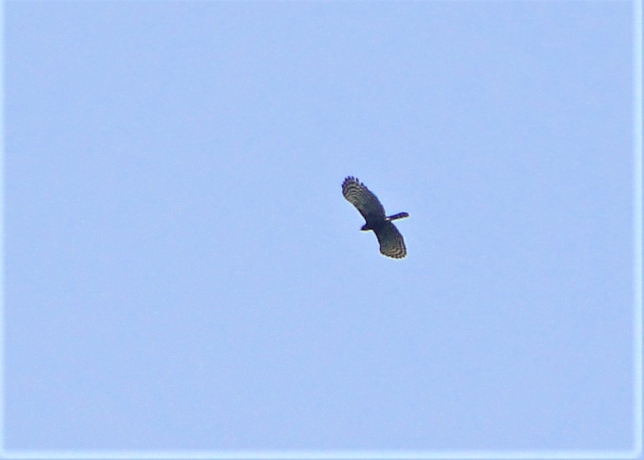 Águila Negra - ML115101311