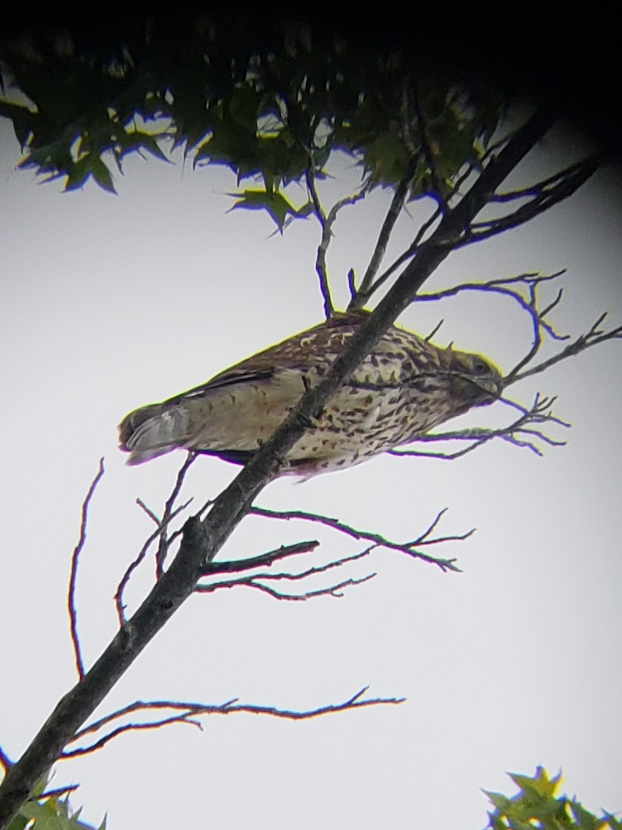 Red-tailed Hawk - ML115103641