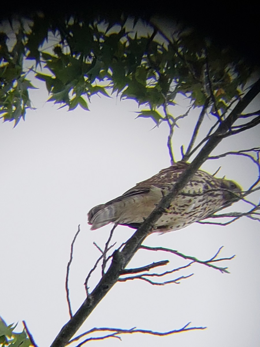 Red-tailed Hawk - ML115103651