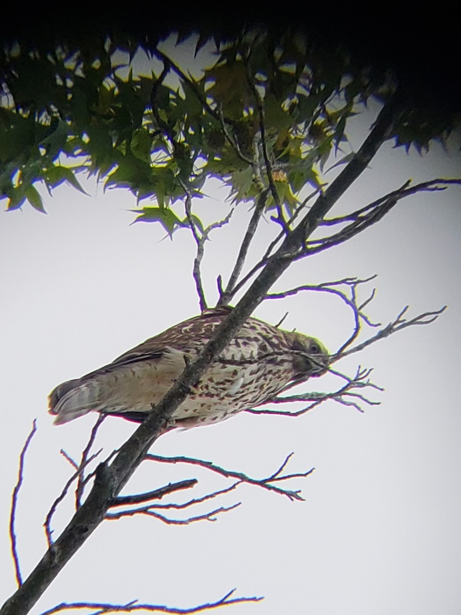 Red-tailed Hawk - ML115103671