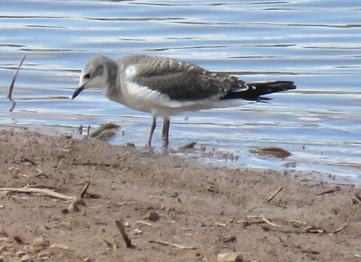 Sabine's Gull - ML115104451