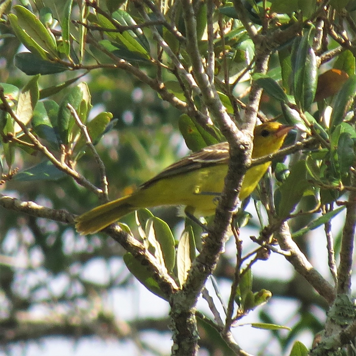 Orchard Oriole - ML115106121
