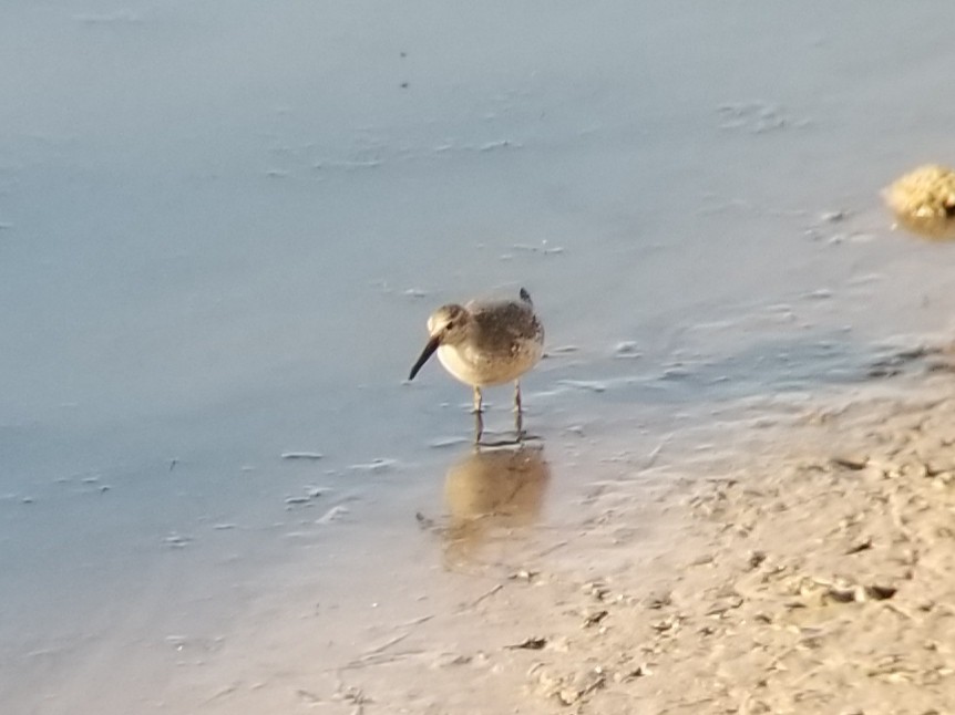 Red Knot - Elaine Tan