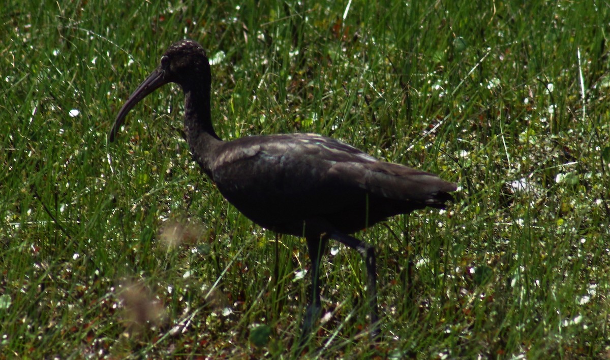 Glossy Ibis - ML115108451