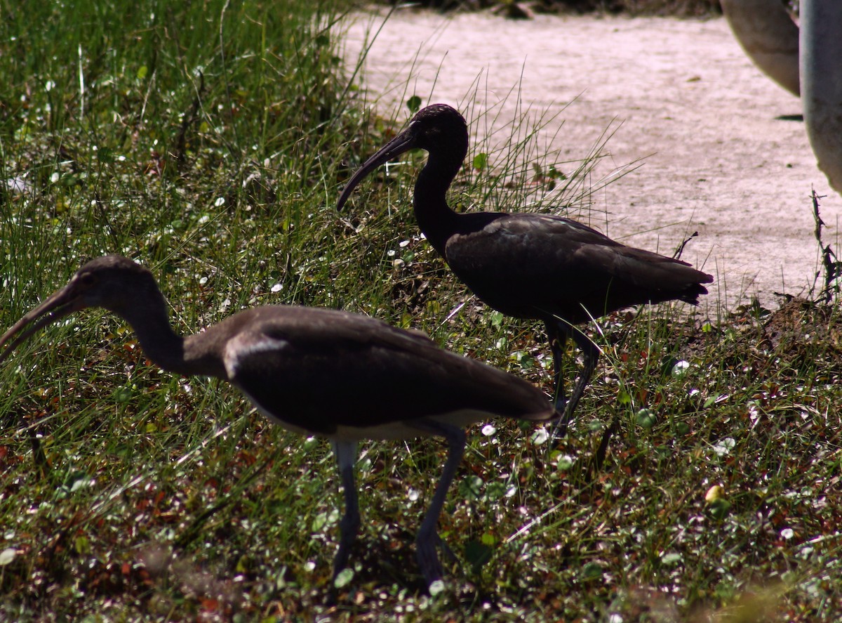 Glossy Ibis - ML115108481