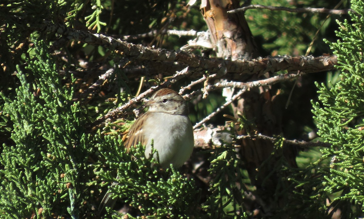 Chipping Sparrow - Glenn Pannier