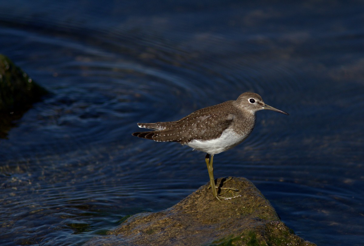 Solitary Sandpiper - Blake Mann