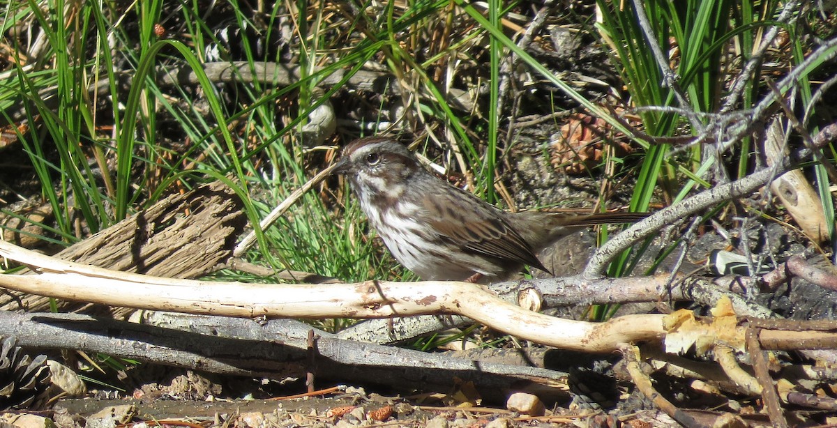 Song Sparrow - ML115109041