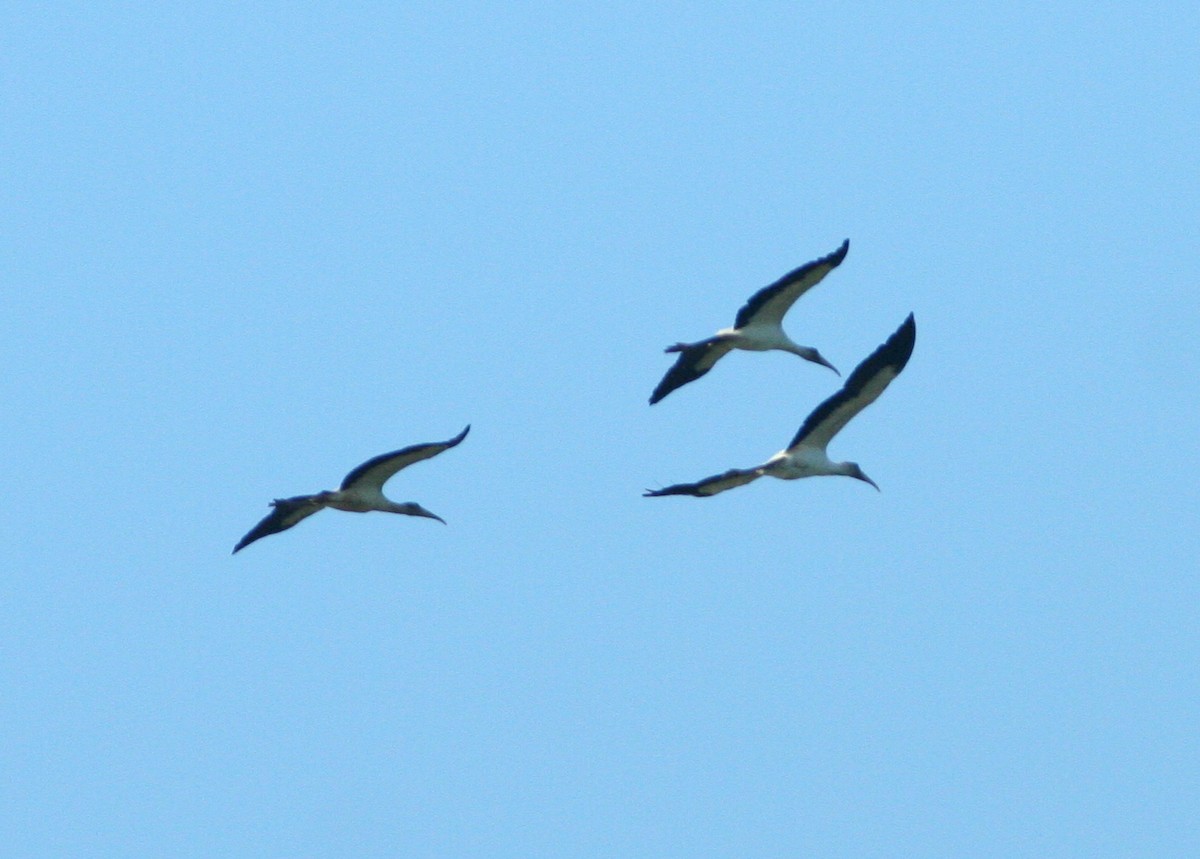 Wood Stork - ML115110101