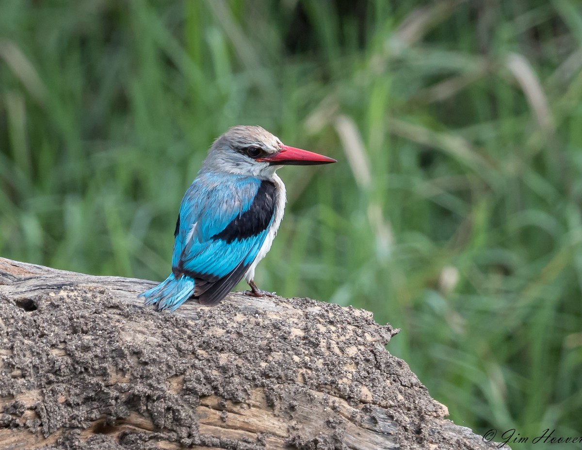 Woodland Kingfisher - ML115112021