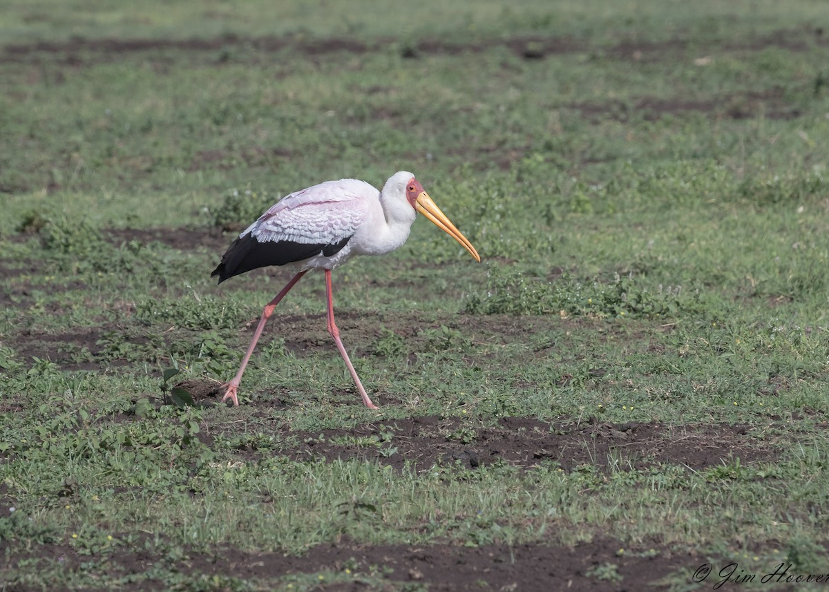 Yellow-billed Stork - Jim Hoover