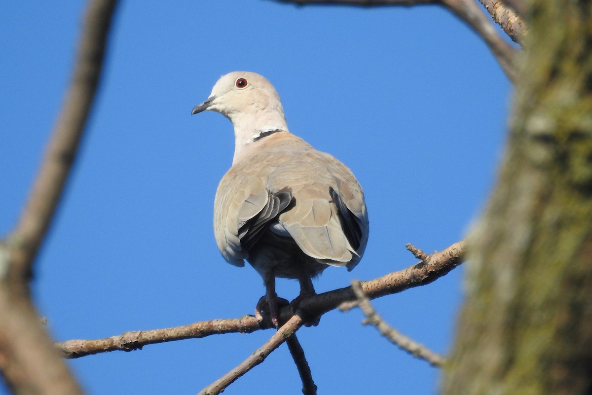 Eurasian Collared-Dove - ML115114151