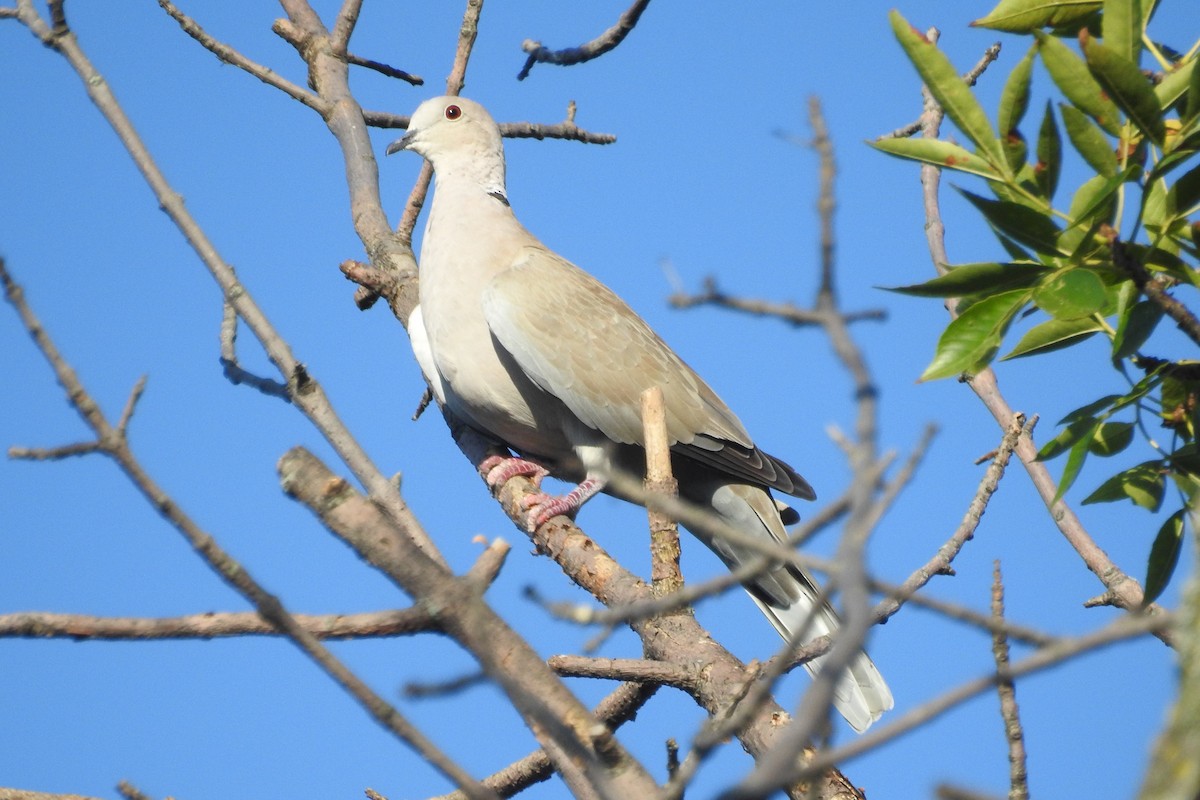 Eurasian Collared-Dove - ML115114161