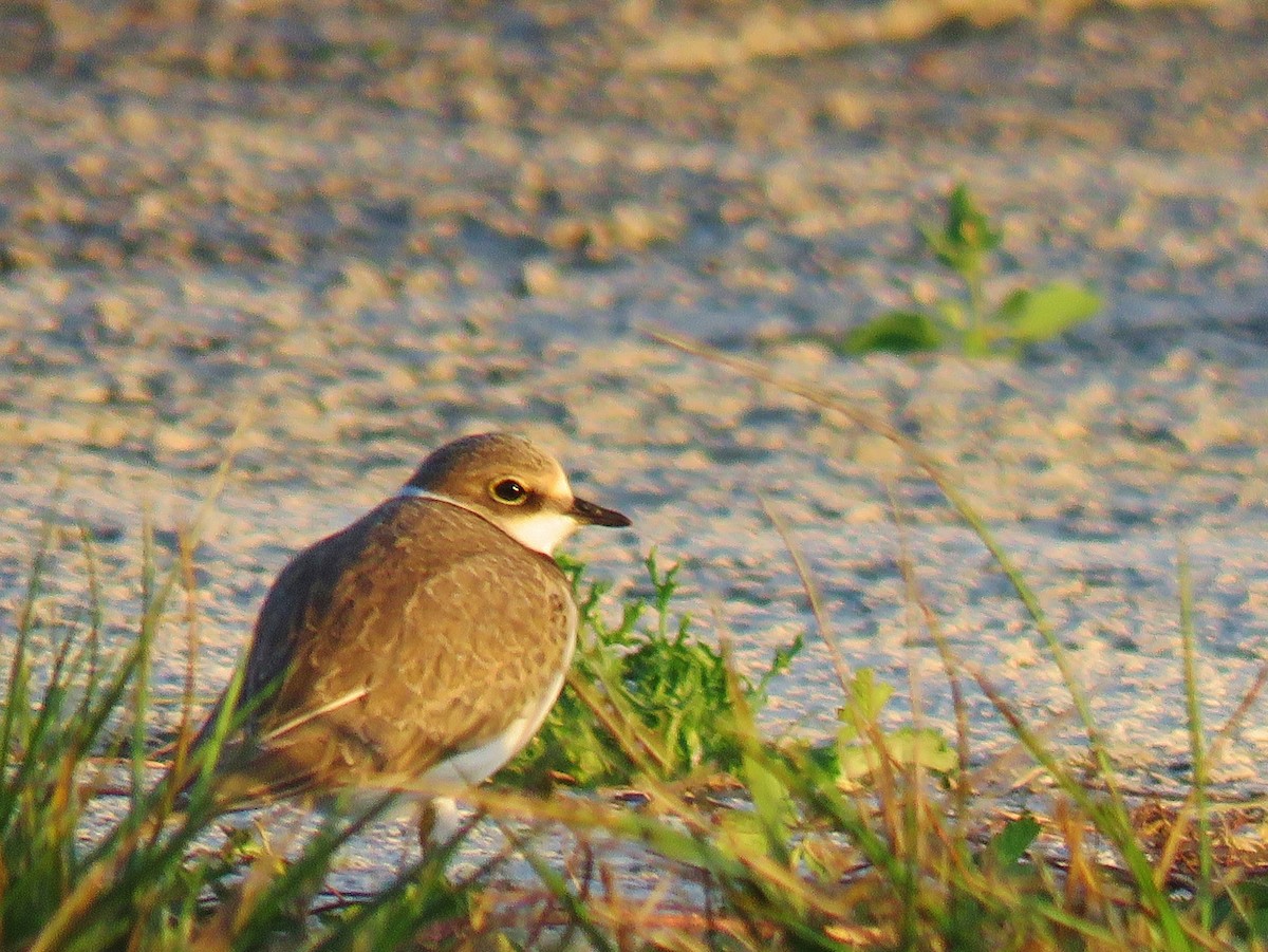 Little Ringed Plover - Thomas Gibson