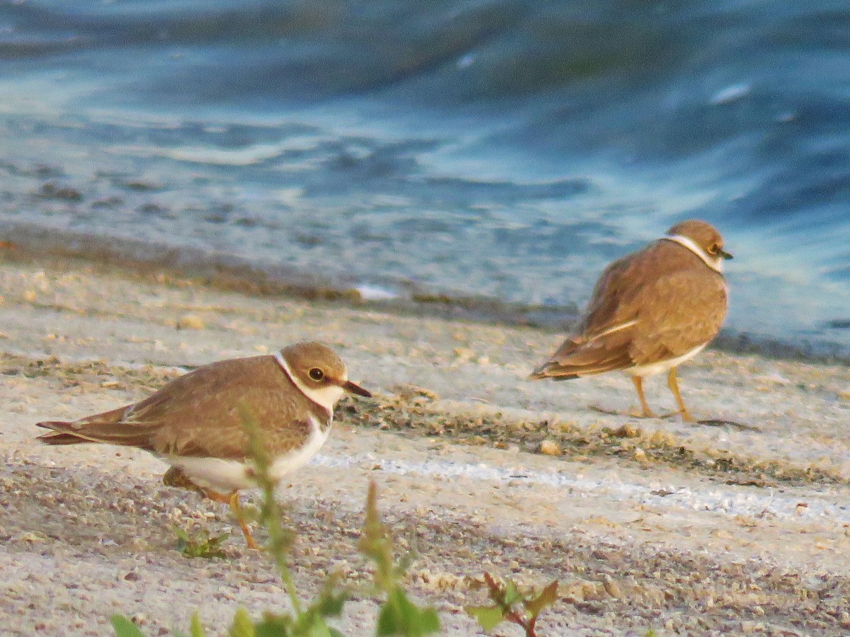 Little Ringed Plover - Thomas Gibson