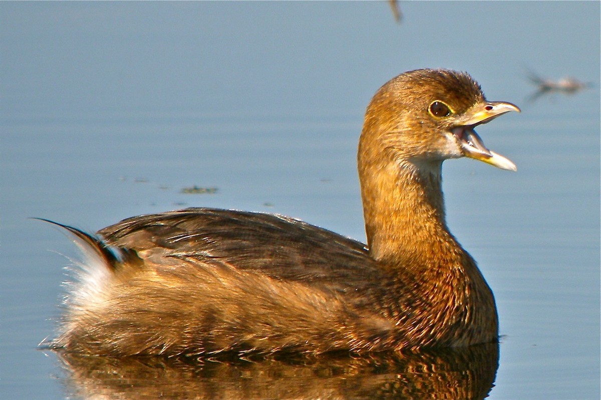 Pied-billed Grebe - Bill Hill