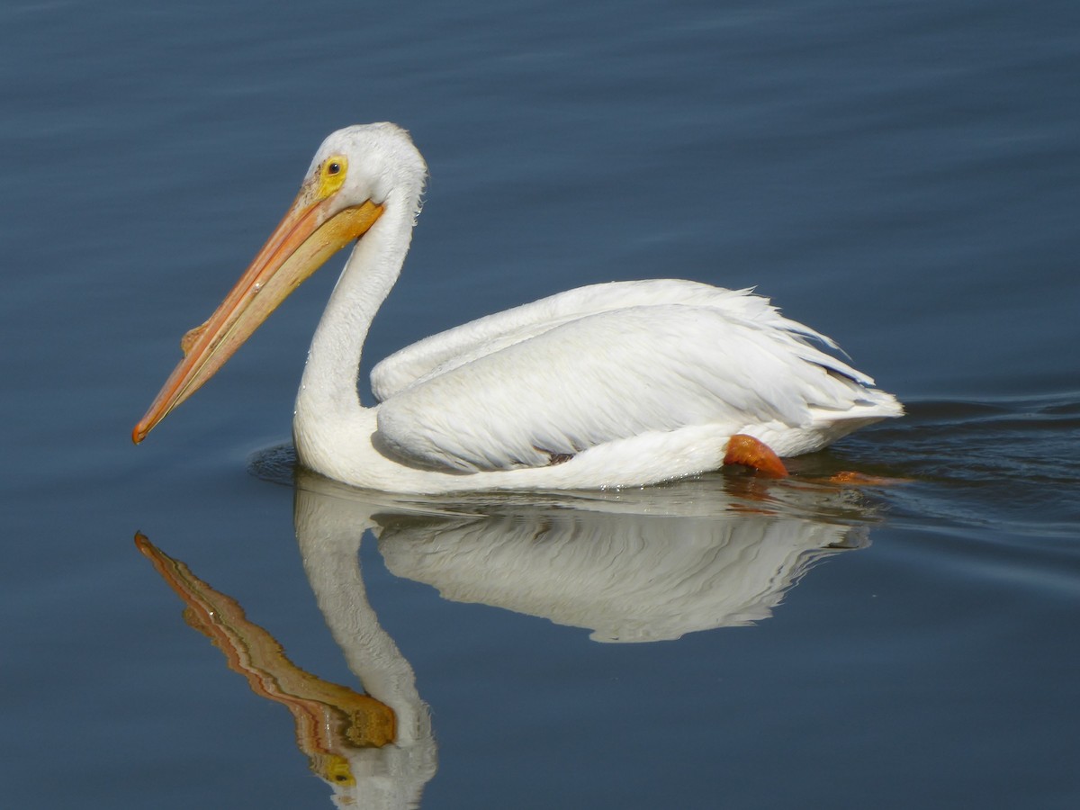 American White Pelican - Christine Zihrul