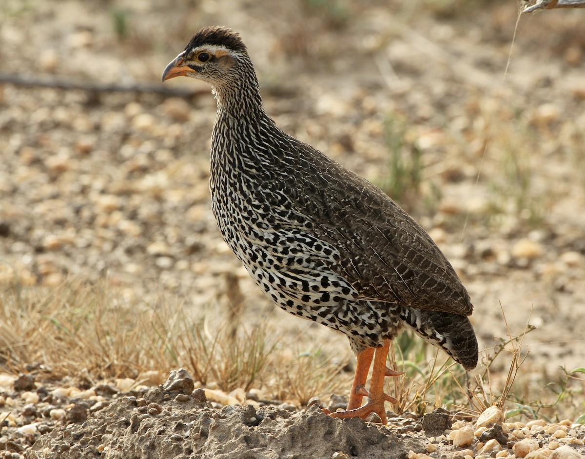 Heuglin's Spurfowl - Bert Fisher
