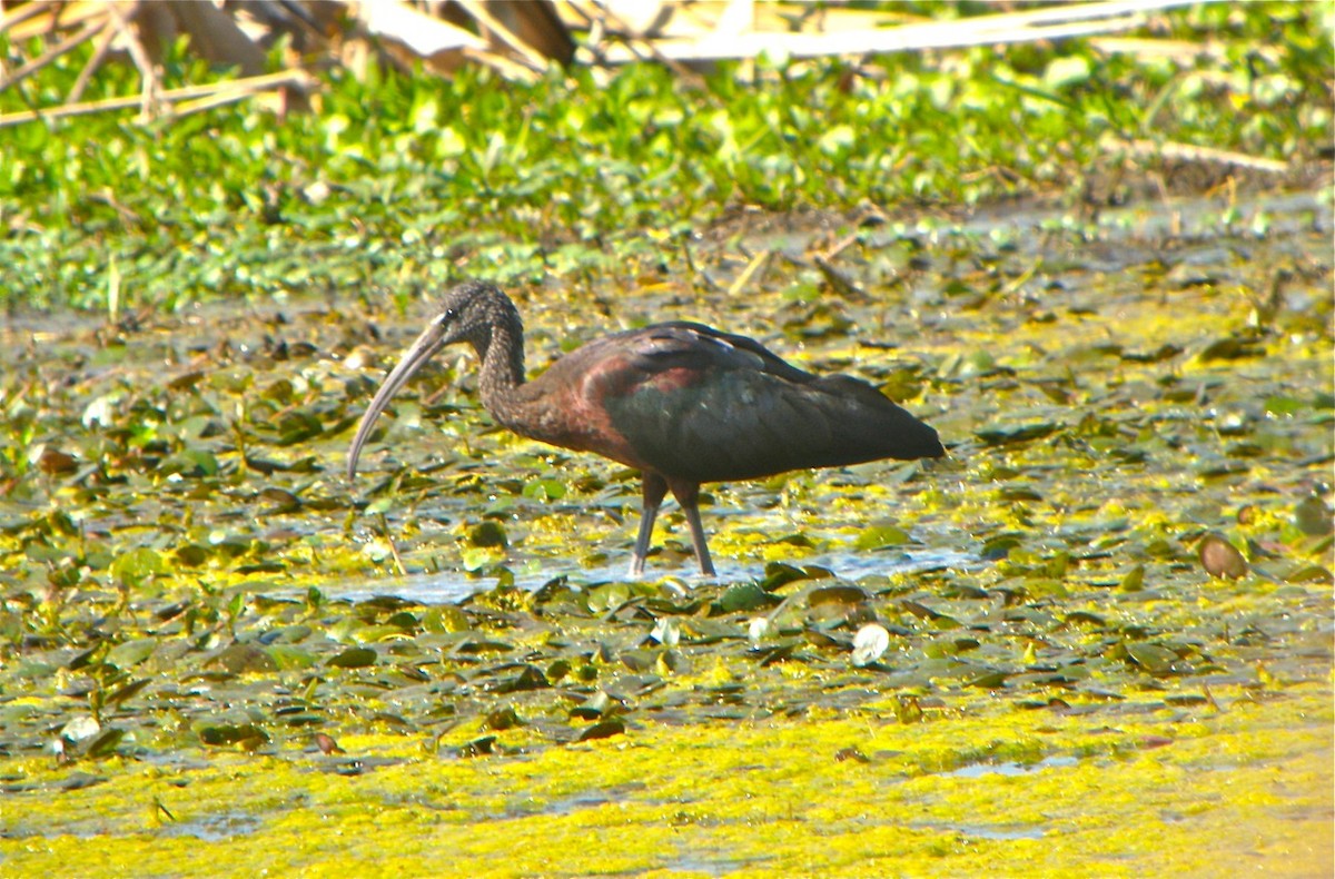 Glossy Ibis - Bill Hill