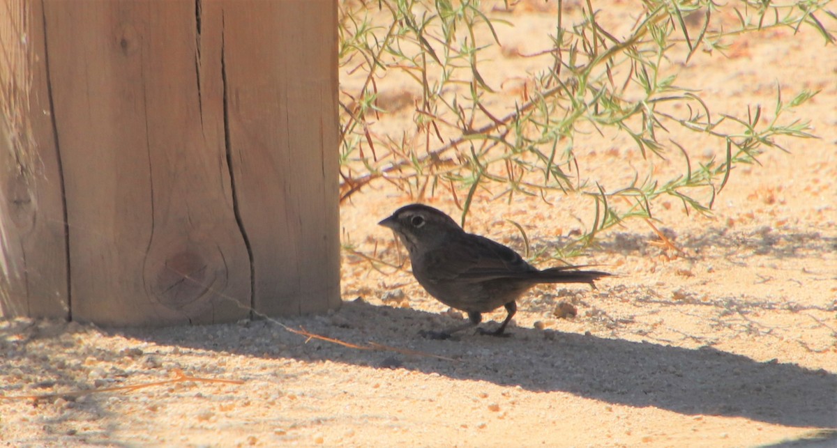 Rufous-crowned Sparrow - ML115115661