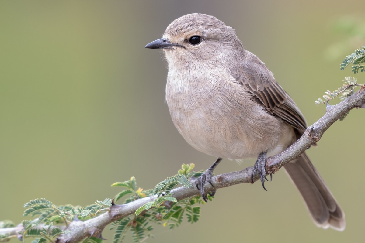 African Gray Flycatcher - Ana Paula Oxom