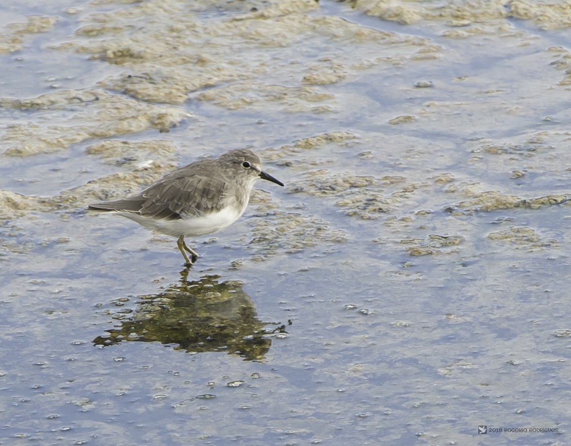 Temminck's Stint - ML115117191