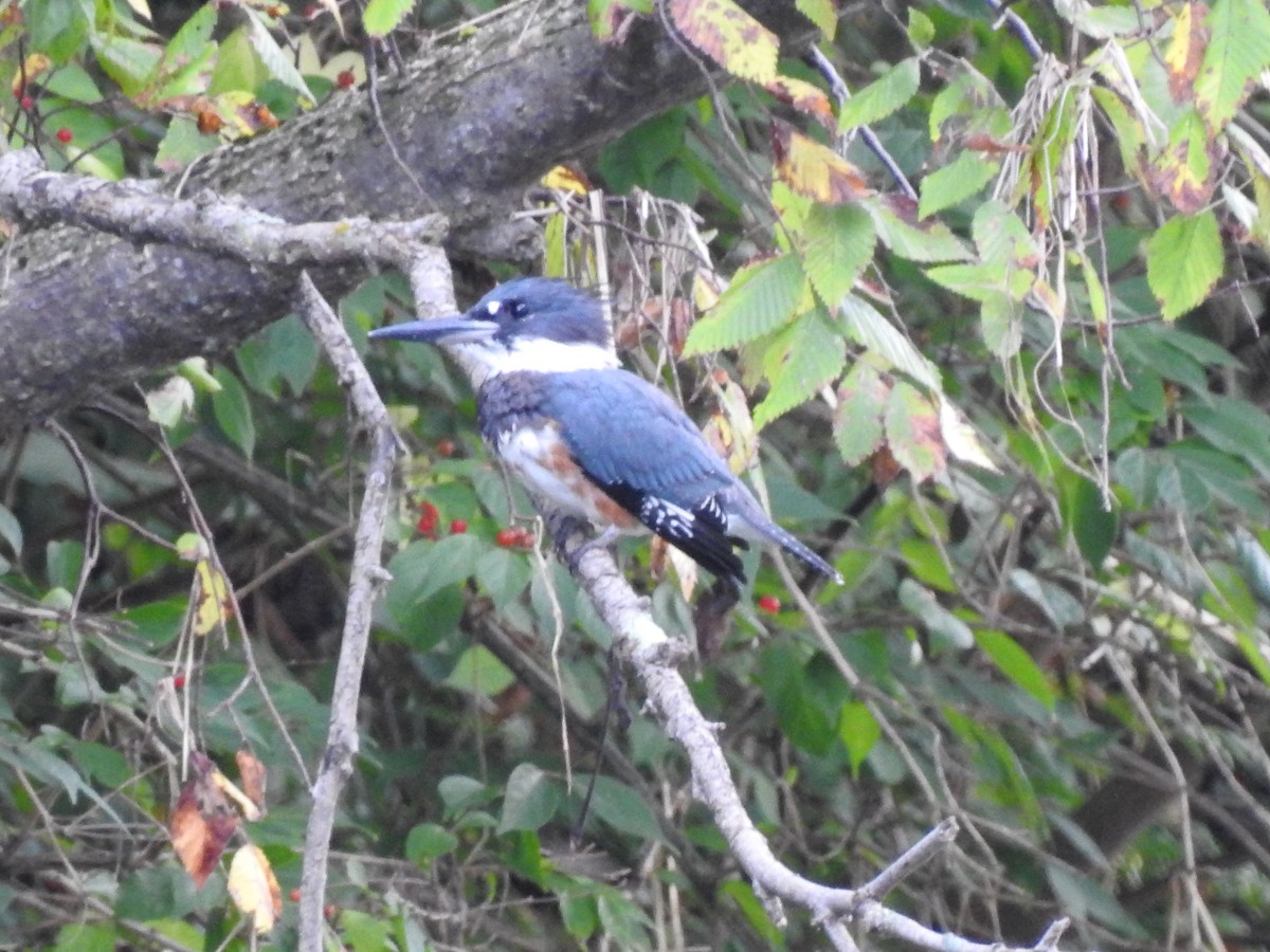 Belted Kingfisher - ML115117481