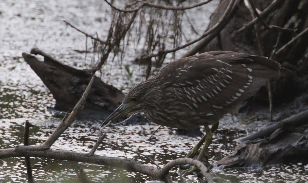 Black-crowned Night Heron - ML115120101